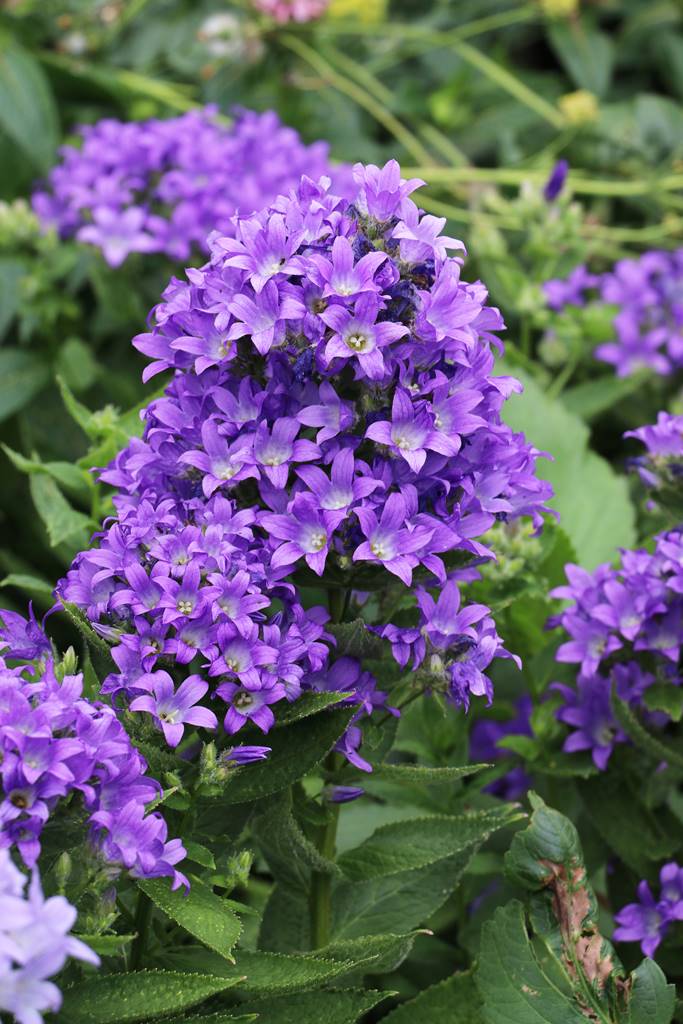 Bowood Wiltshire (5)