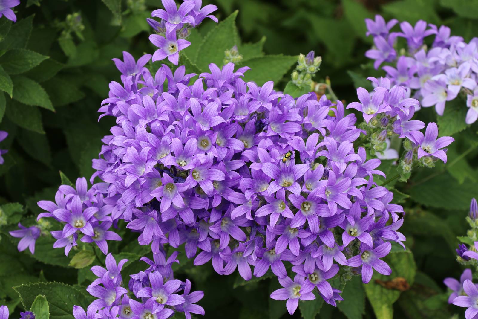 Bowood Wiltshire (7)