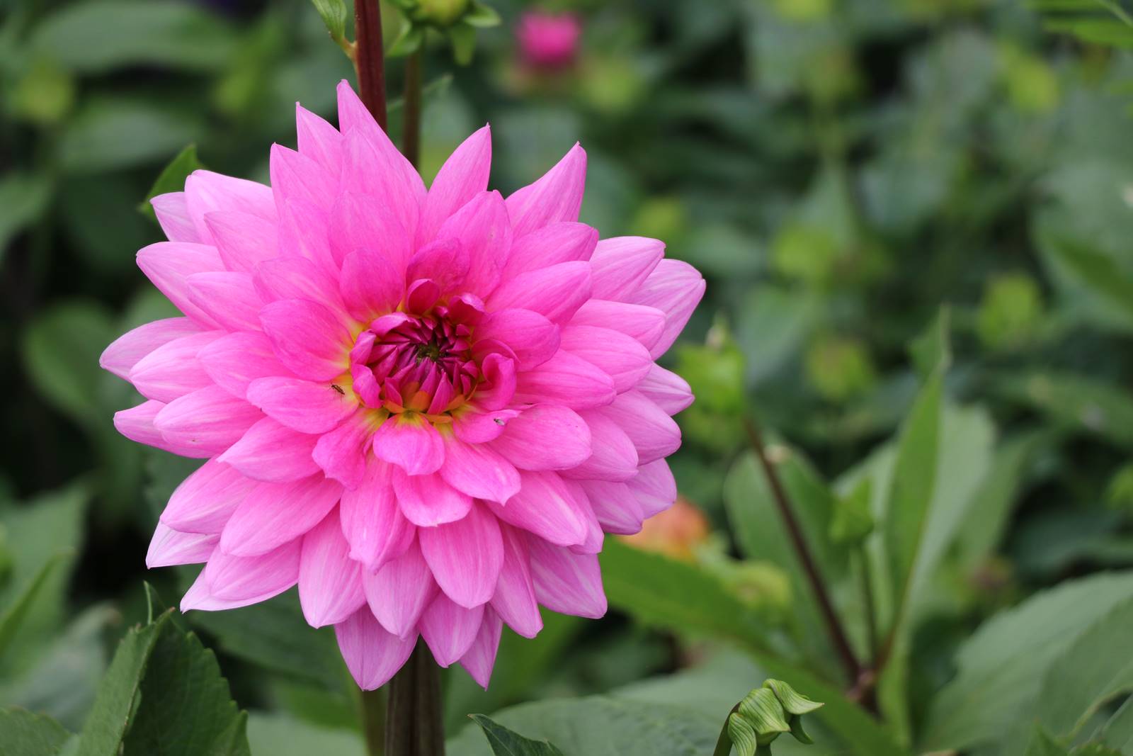 Bowood Wiltshire (8)