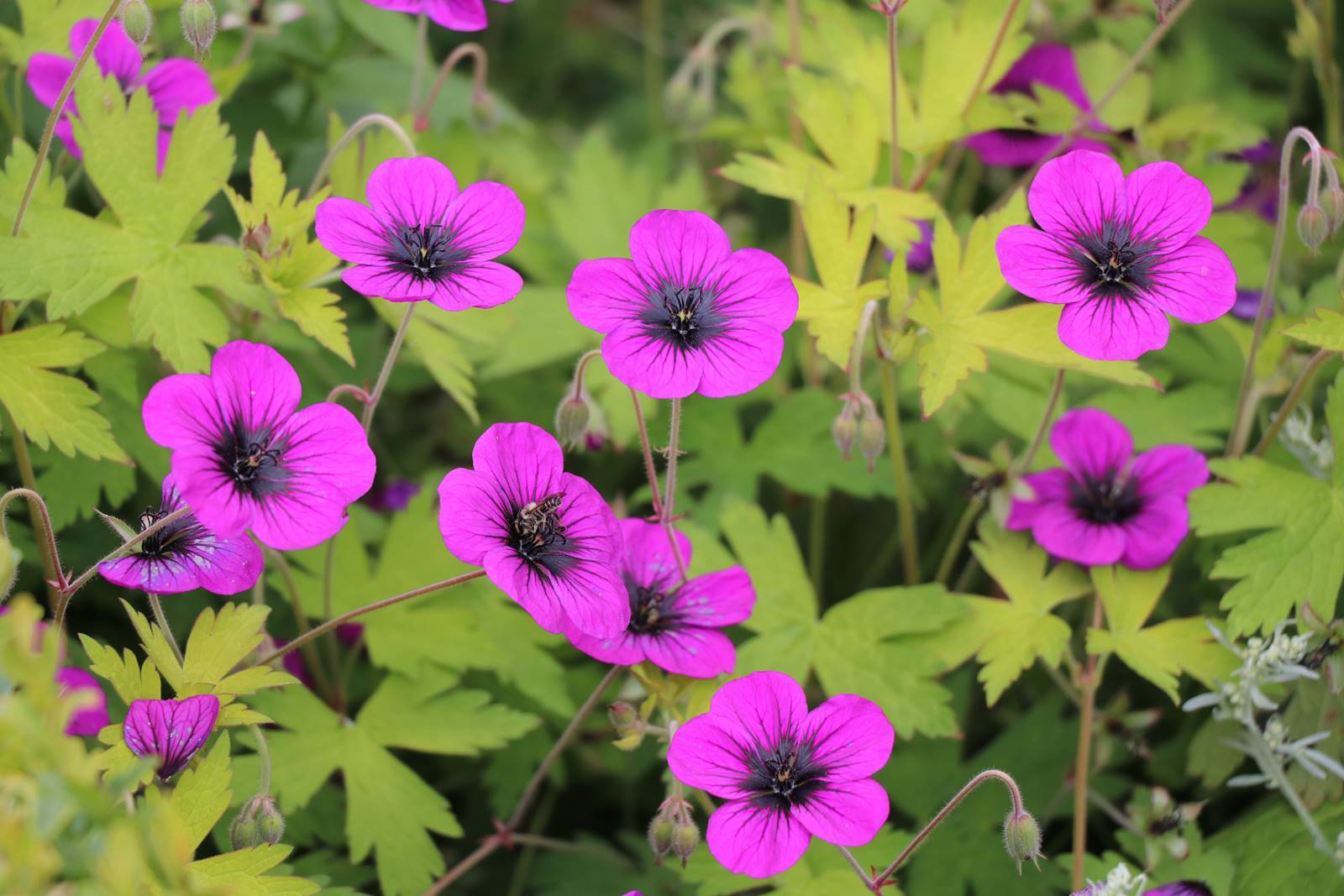 Bowood Wiltshire (9)