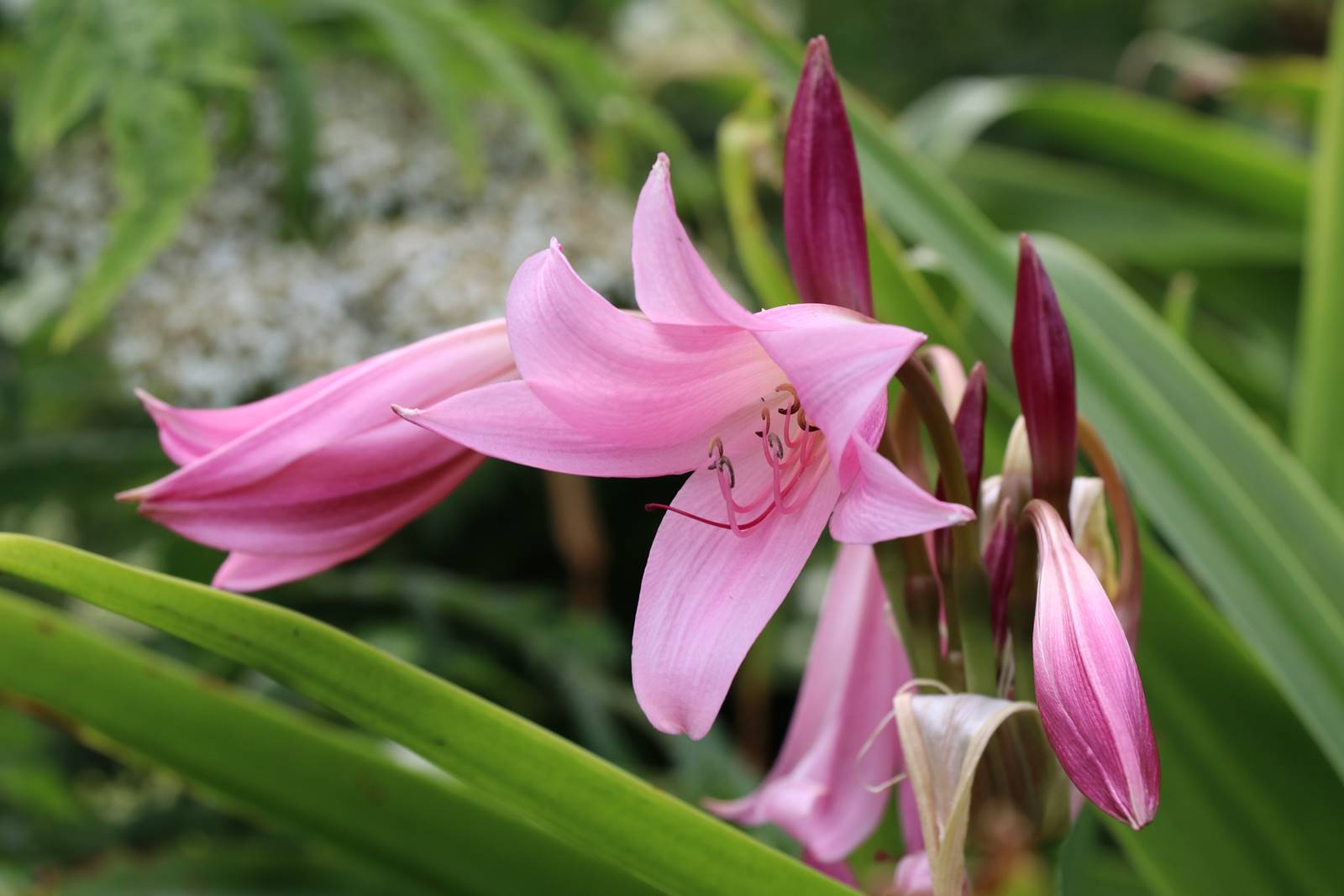 The Courts Wiltshire (4)