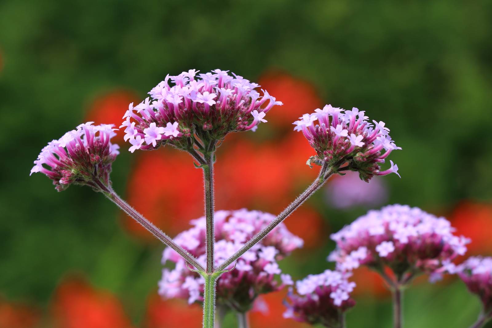 The Courts Wiltshire (9)