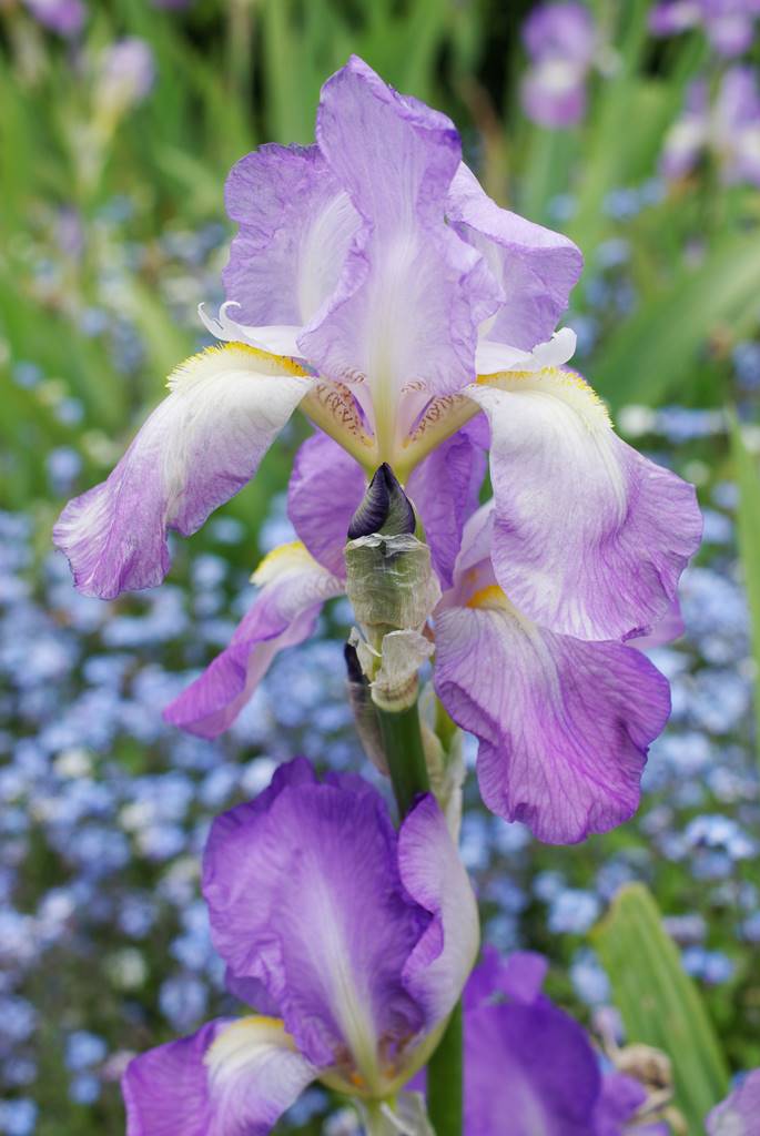 Barrington Somerset (12)