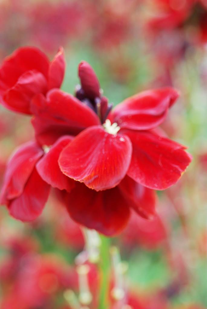 Barrington Somerset (7)