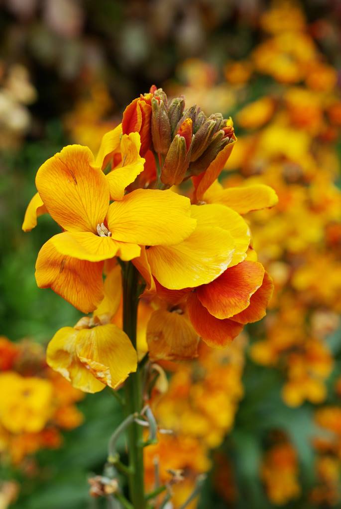 Barrington Somerset (9)