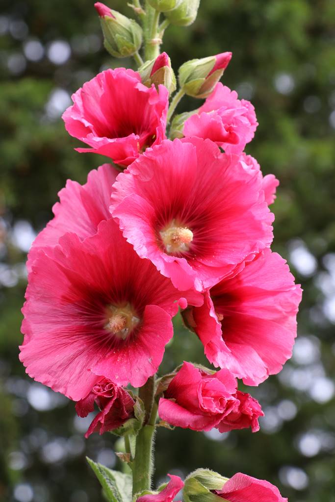 Corsham Court Wiltshire (15)