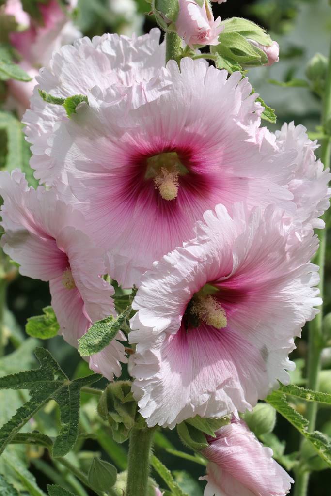 Corsham Court Wiltshire (16)