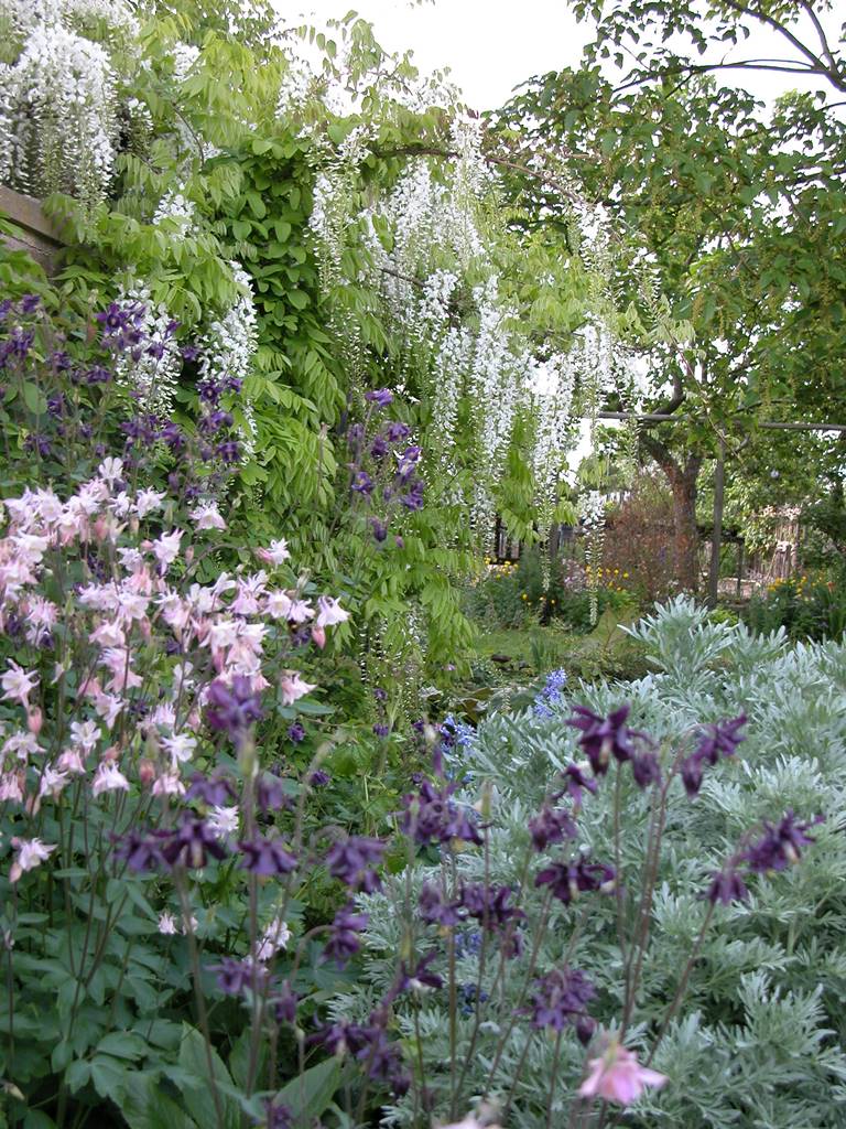 East Lambrook jardin (15)