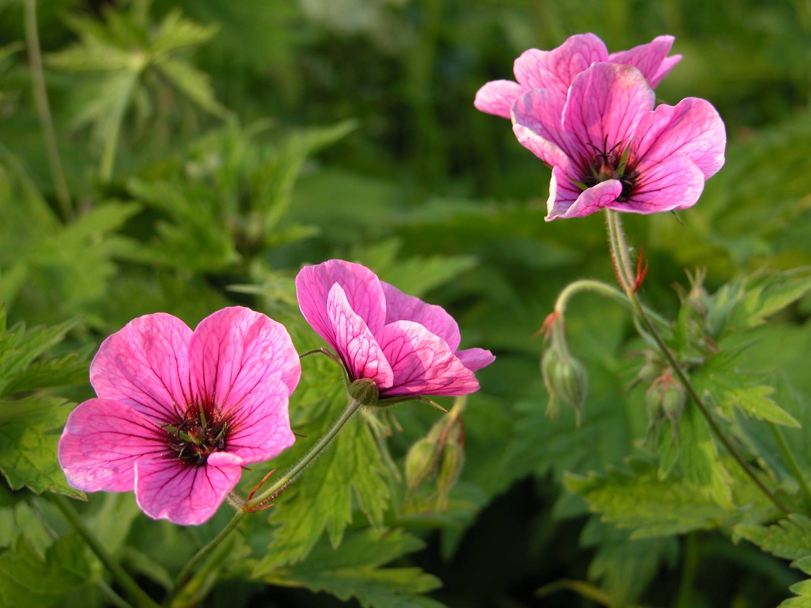 East Lambrook jardin (4)