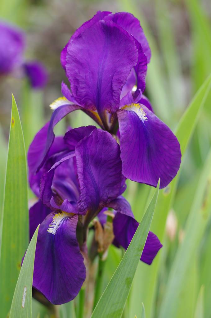 Montacute House (10)