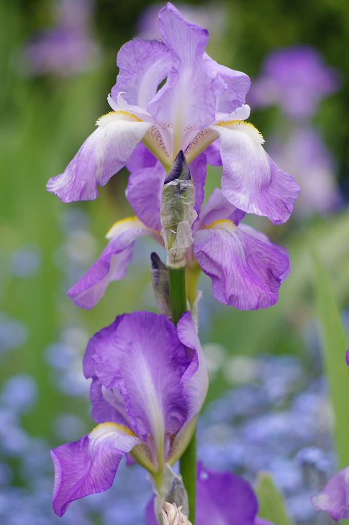 Montacute House (11)