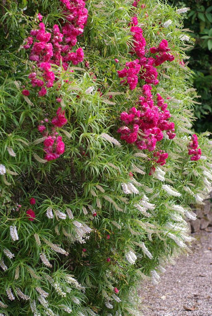 The Dorothy Garden (16) The Dorothy Garden (16)