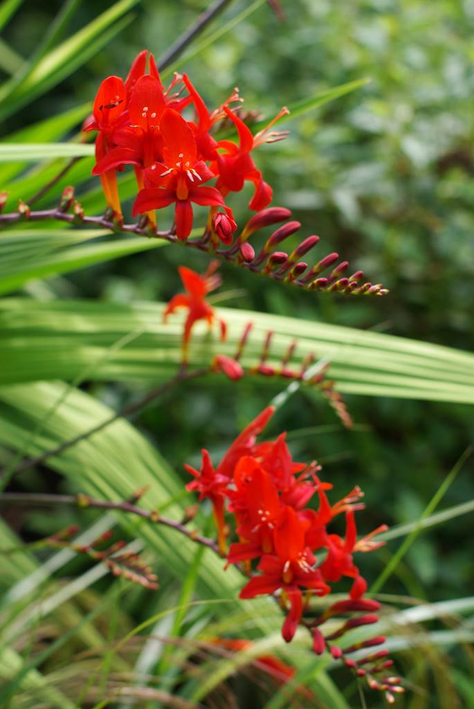 The Dorothy Garden (21) The Dorothy Garden (21)