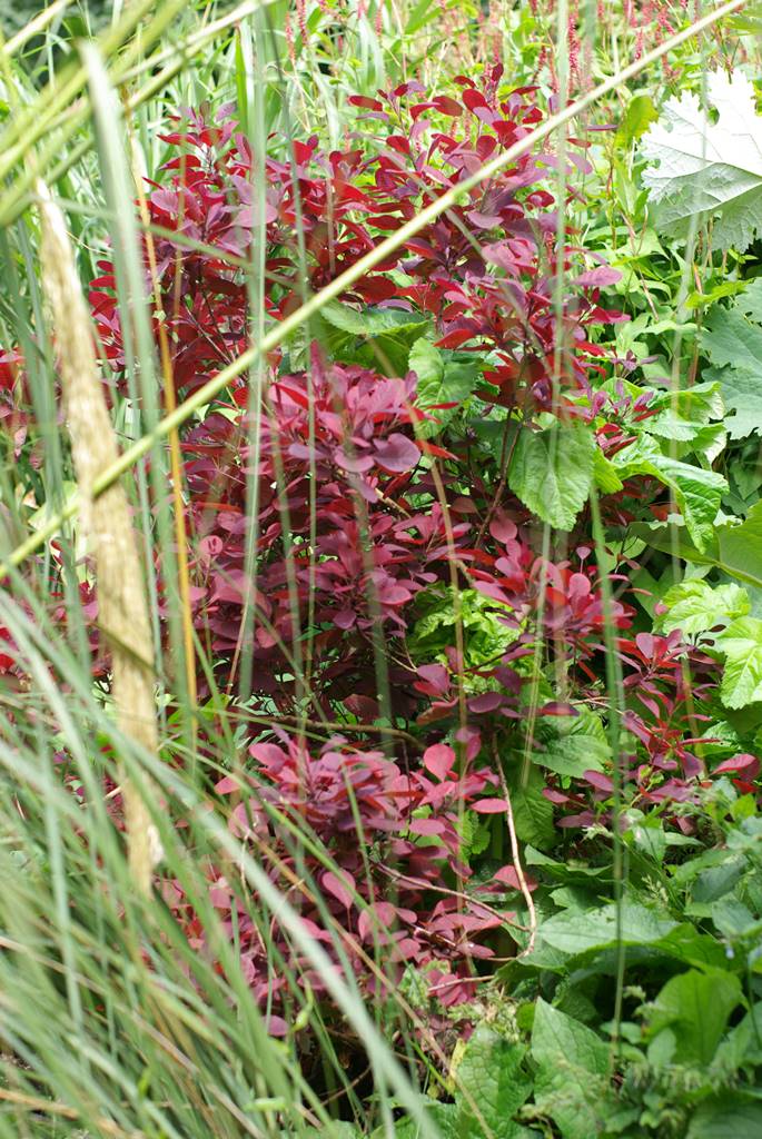 The Dorothy Garden (26) The Dorothy Garden (26)