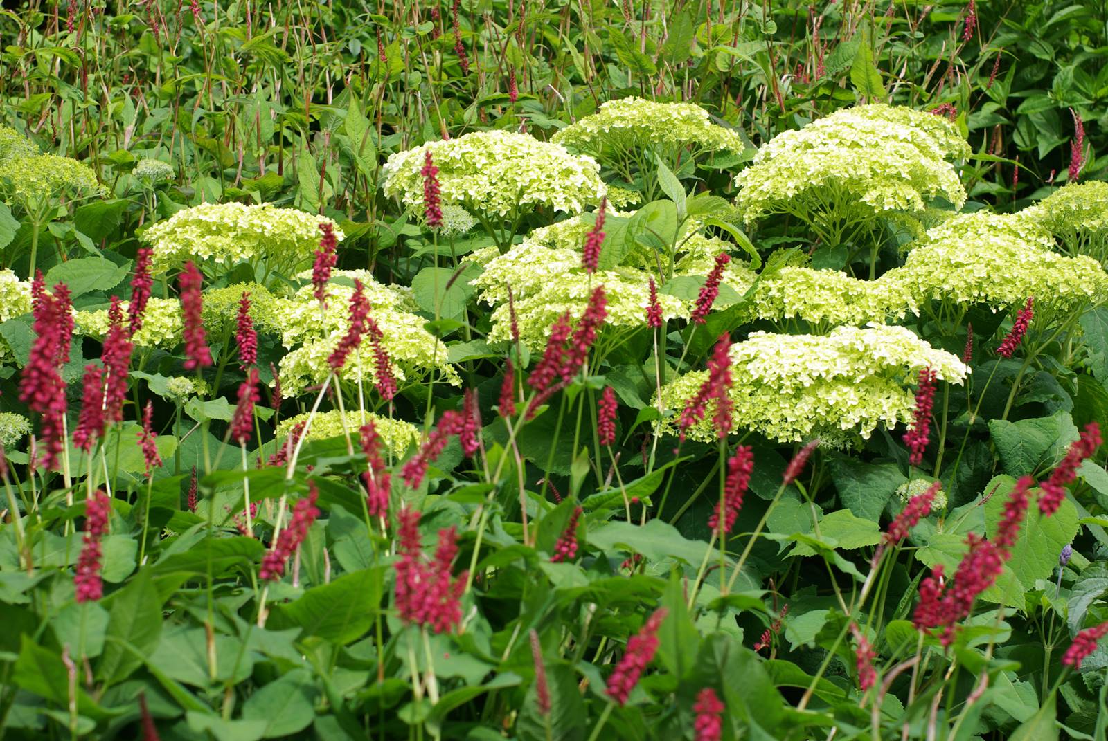 The Dorothy Garden (31) The Dorothy Garden (31)