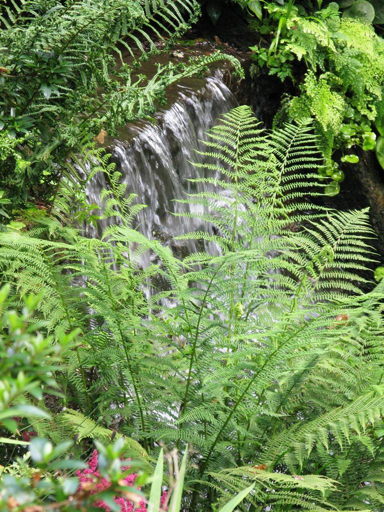 The Dorothy Garden (7) The Dorothy Garden (7)