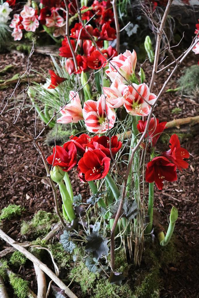 Château de Beloeil (30)