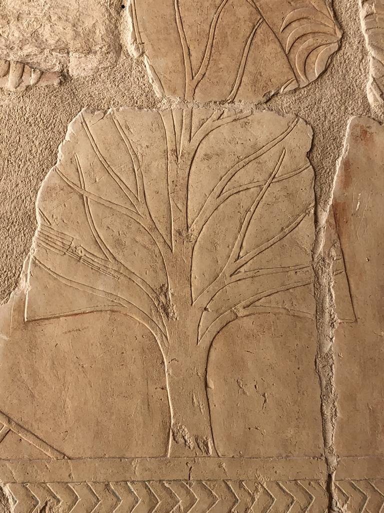 Temple d'Hatchepsout (6)