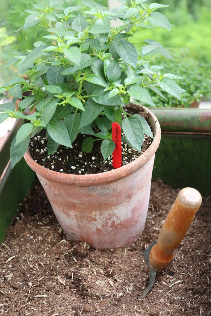 Chelsea rempotage (5)