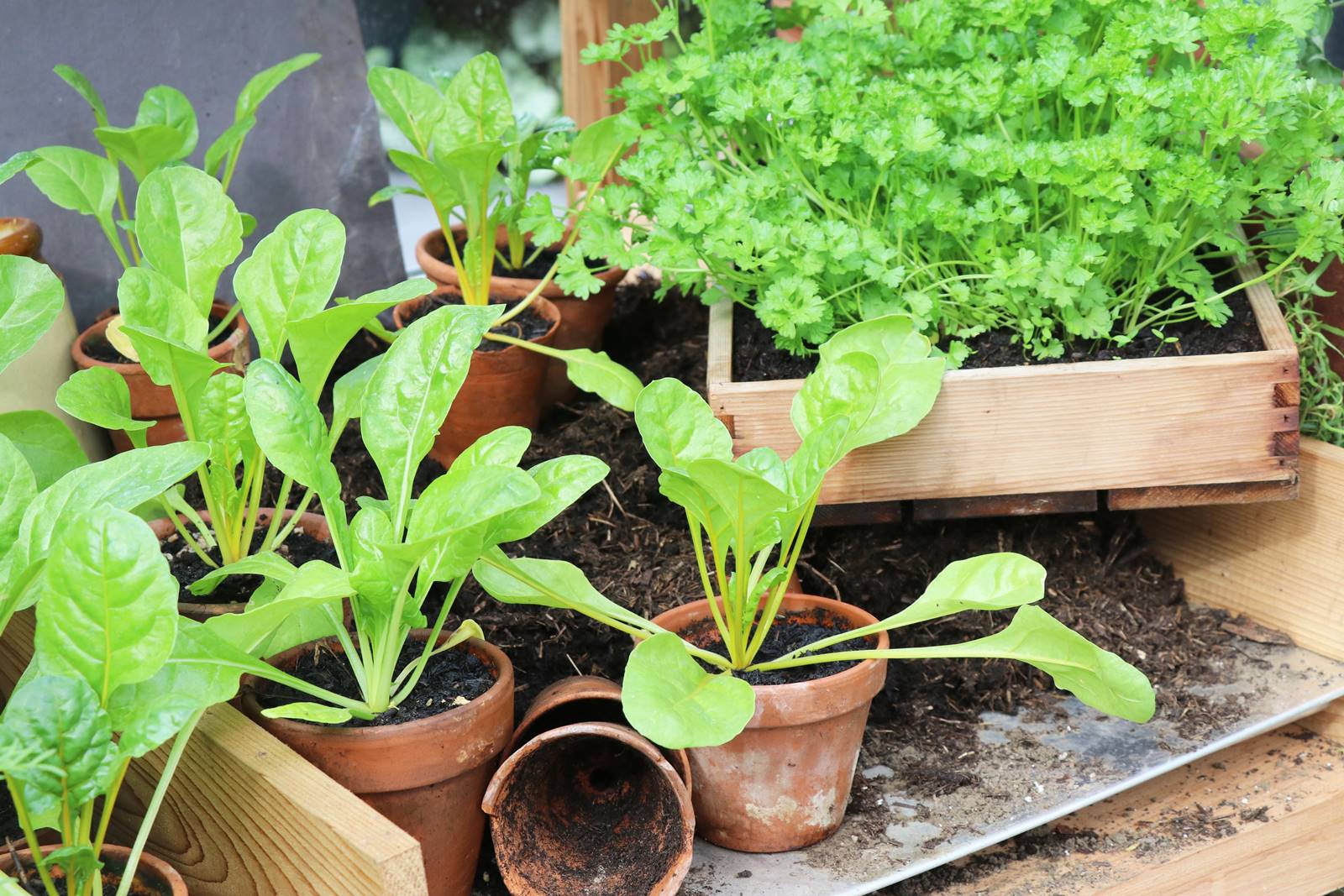 Chelsea rempotage (8)