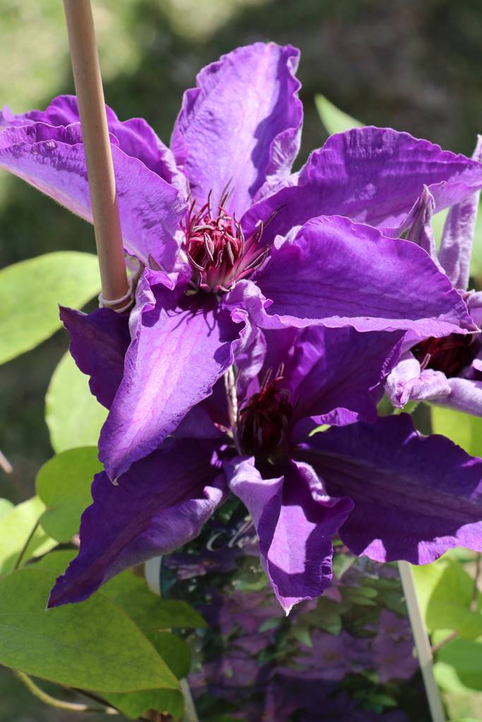 Clématite The President