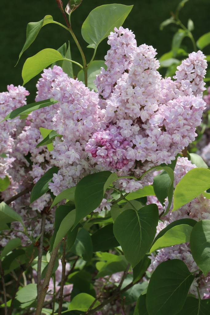 Lilas