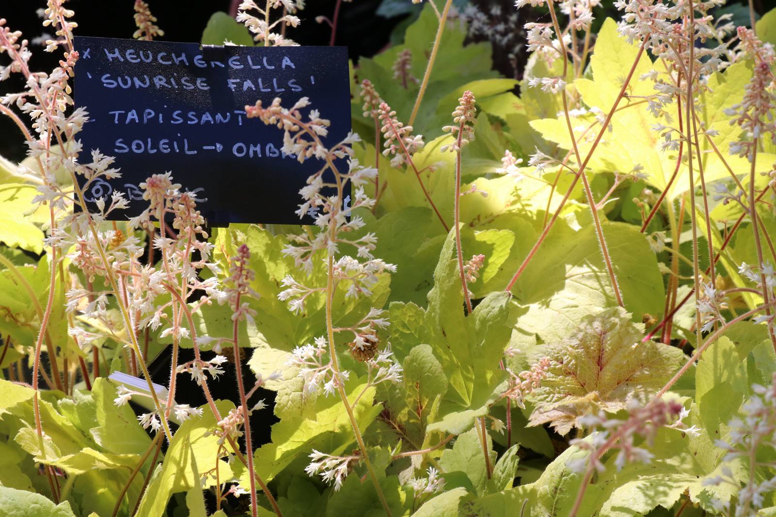 Pépinière des Deux Caps