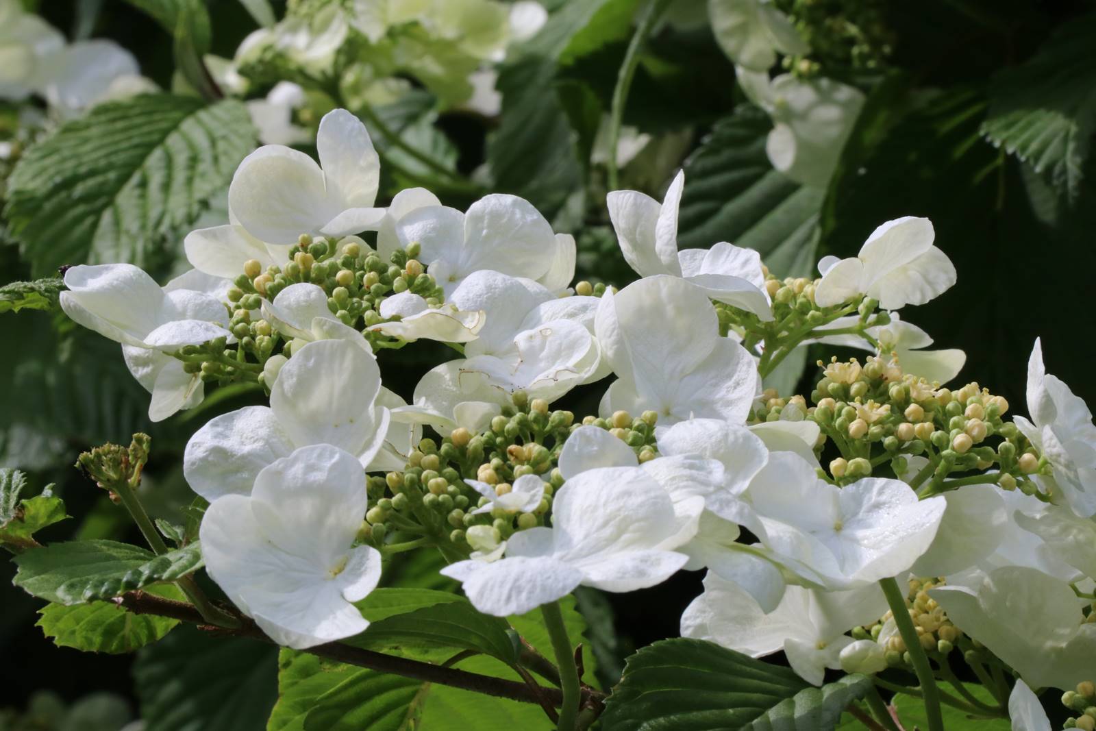 Viburnum plicatum Mariesii