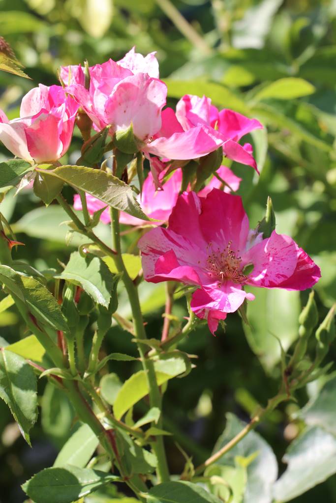 Rosier Hughes Aufrey