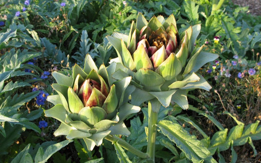 Vestaculture, potagers en permaculture