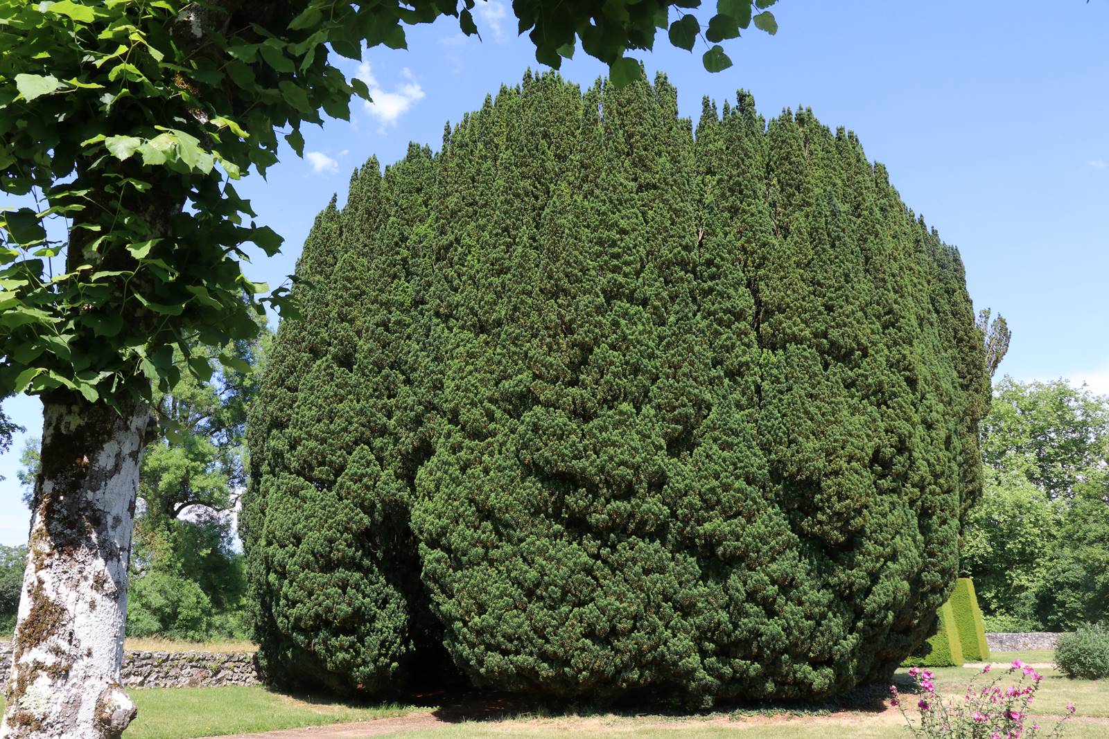 Lorrière Dissé sous le Lude (19)