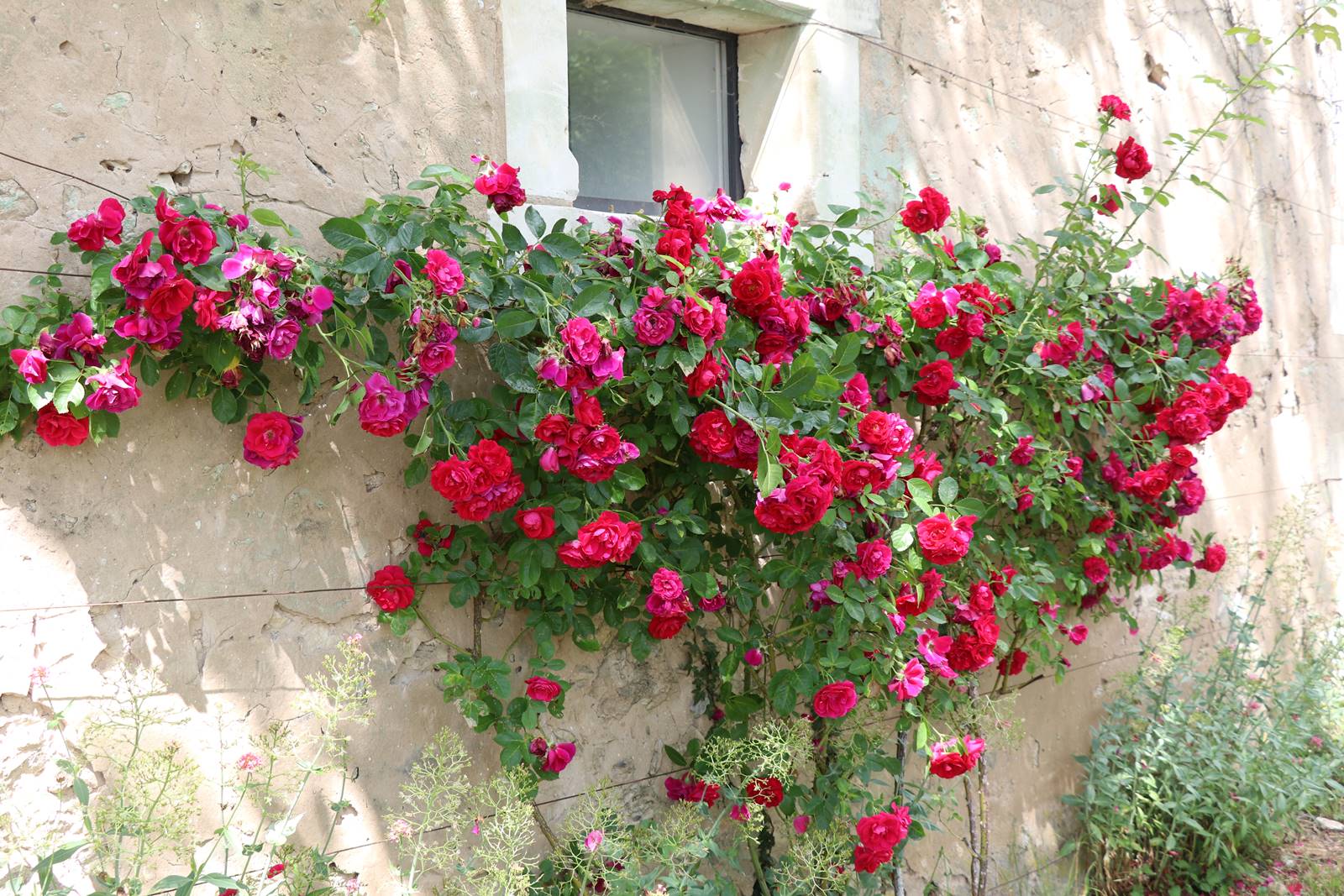 Lorrière Dissé sous le Lude (2)