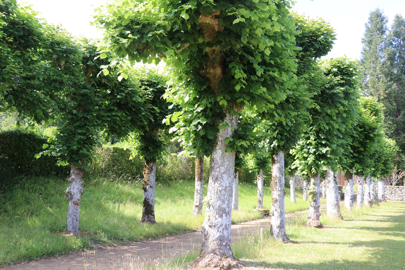 Lorrière Dissé sous le Lude (28)
