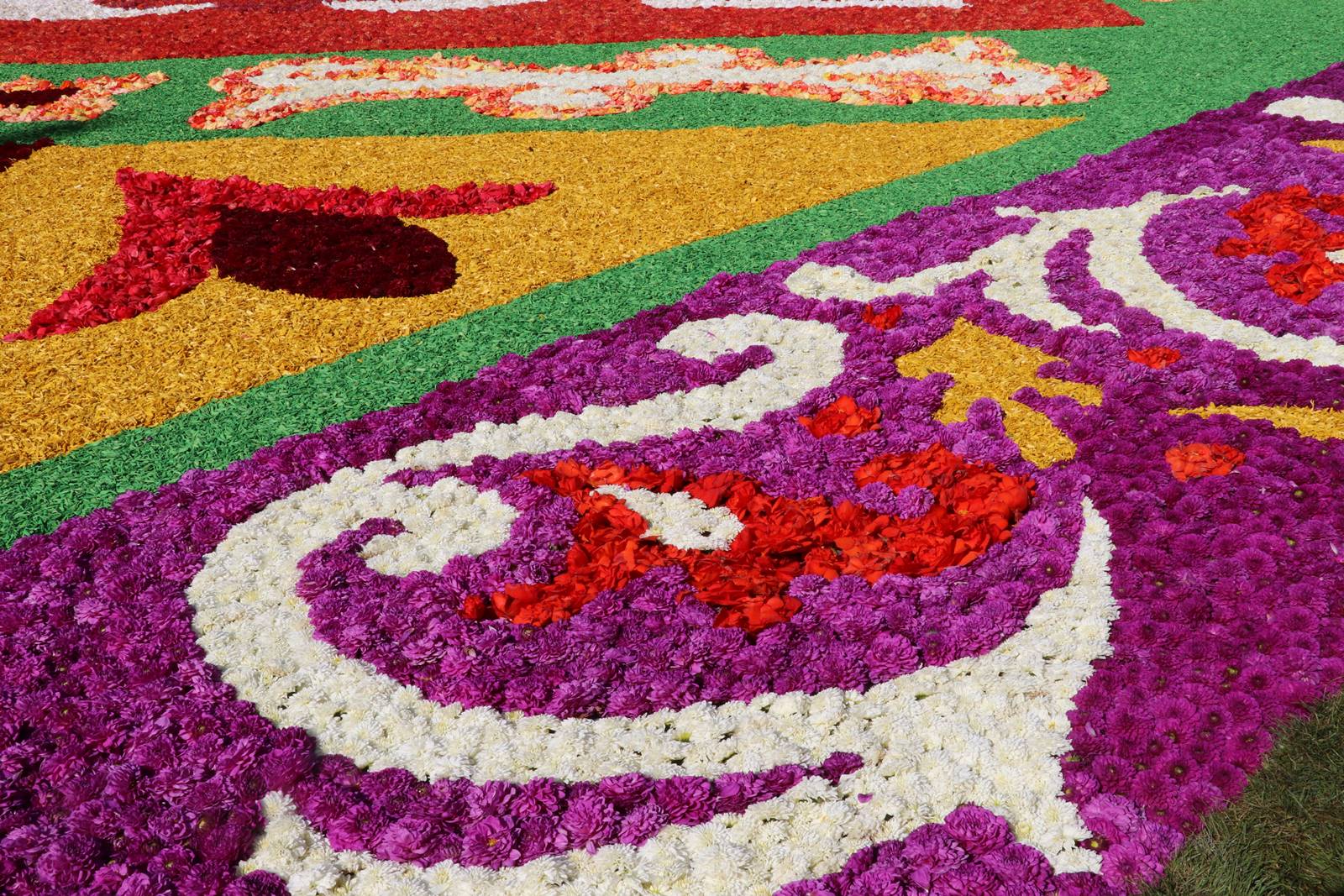 Brussels Flower Carpet (19)