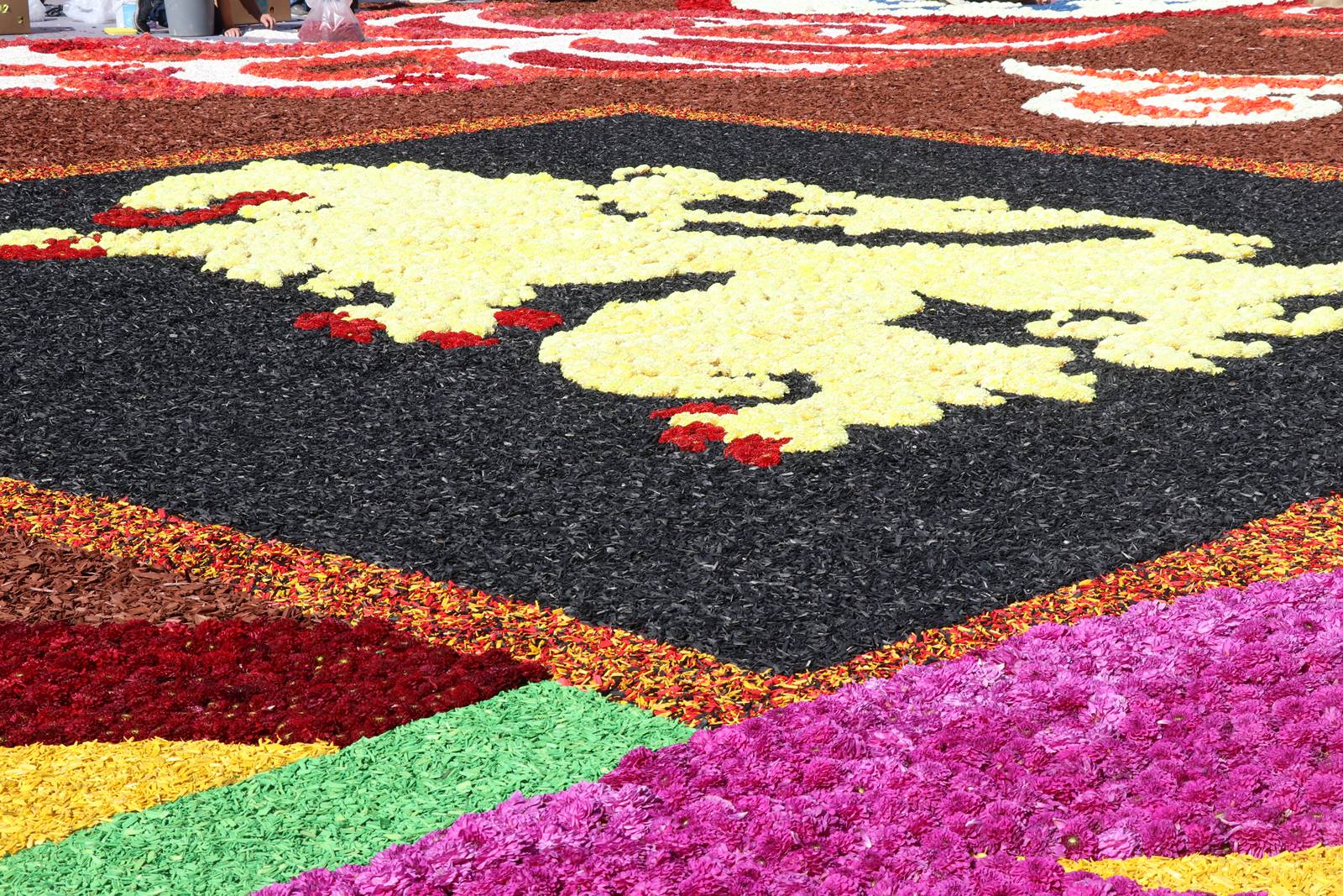 Brussels Flower Carpet (21)
