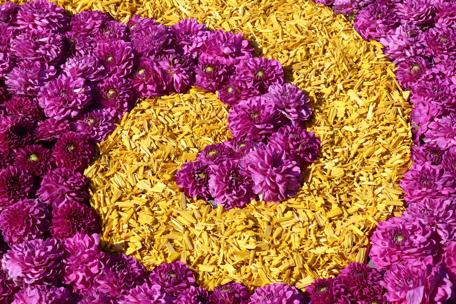 Brussels Flower Carpet (22)