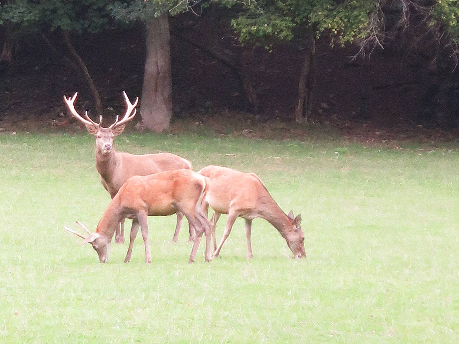Brame du cerf Domaine des Grottes de Han (13)