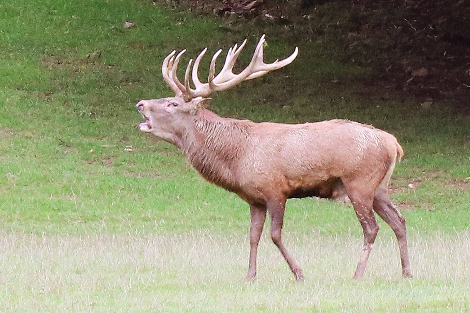 Brame du cerf Domaine des Grottes de Han (18)