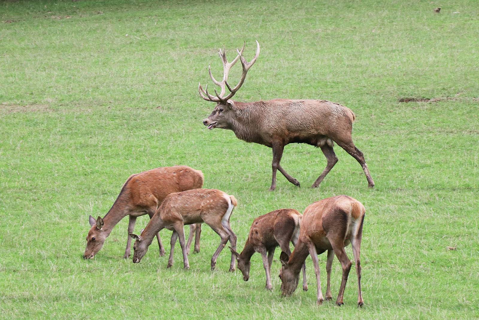 Brame du cerf Domaine des Grottes de Han (21)