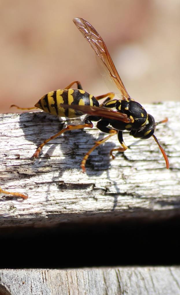 Guêpe