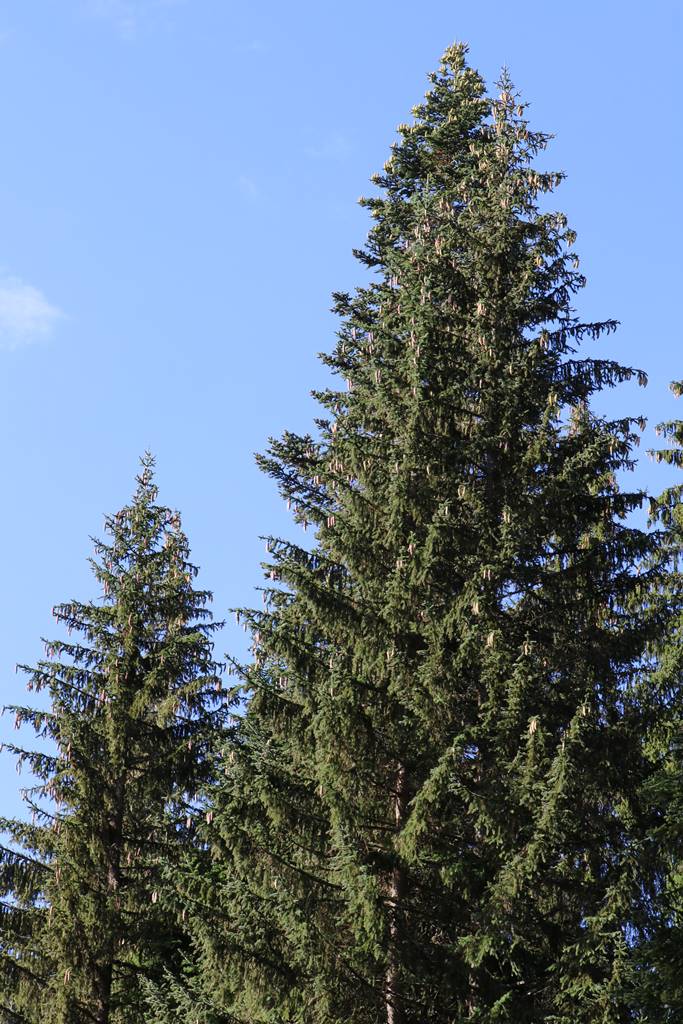 Parc du Durmitor (1)