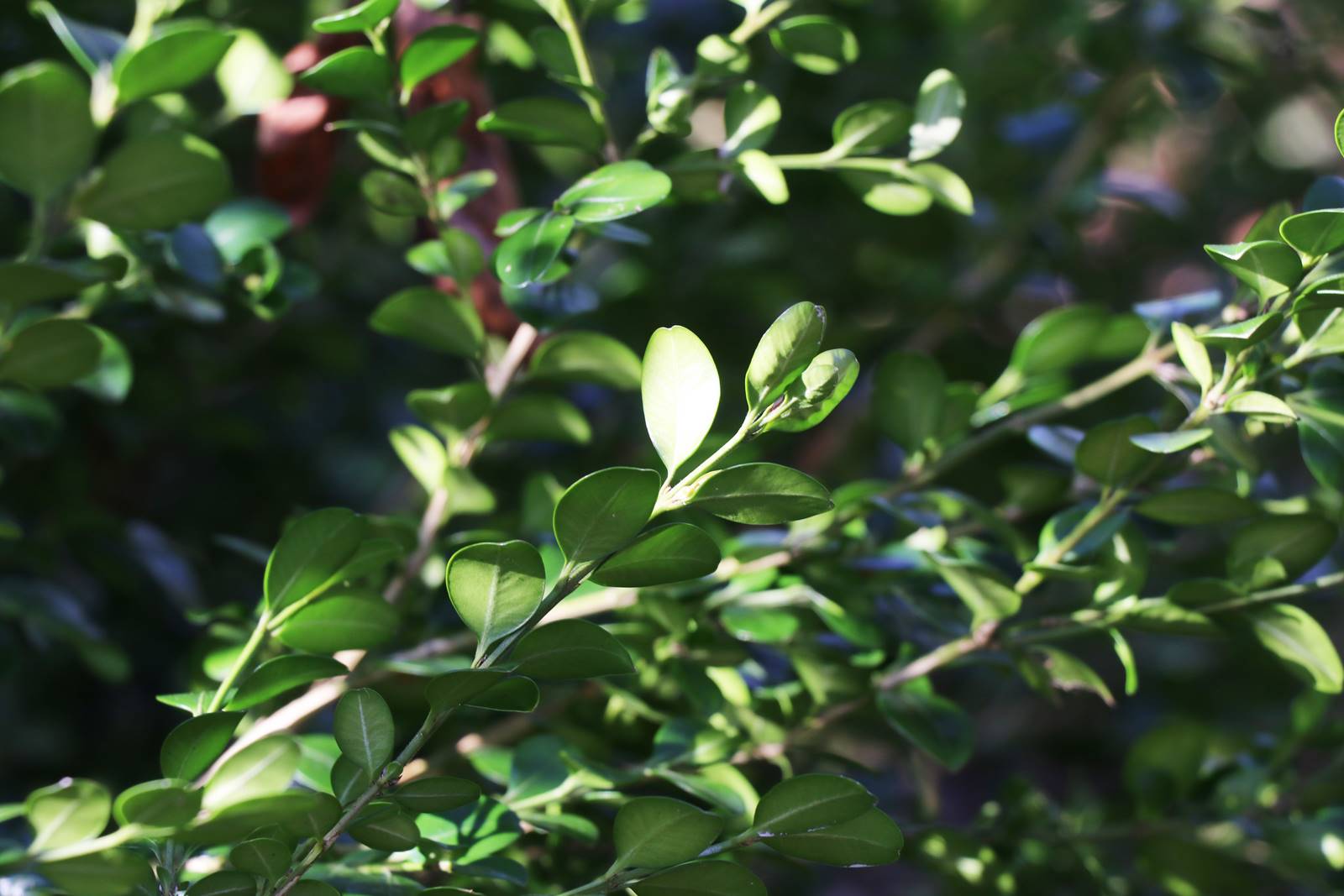 Buxus microphylla 'Asiatic Winter'
