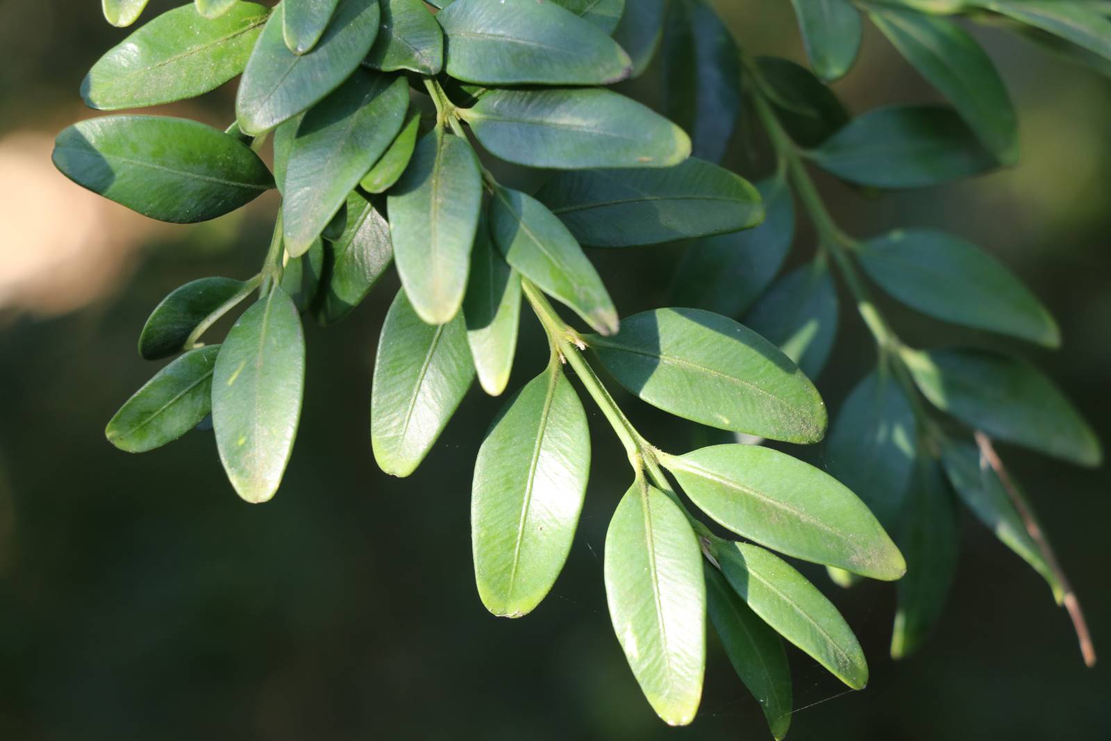 Buxus sempervirens 'Undulifolia'