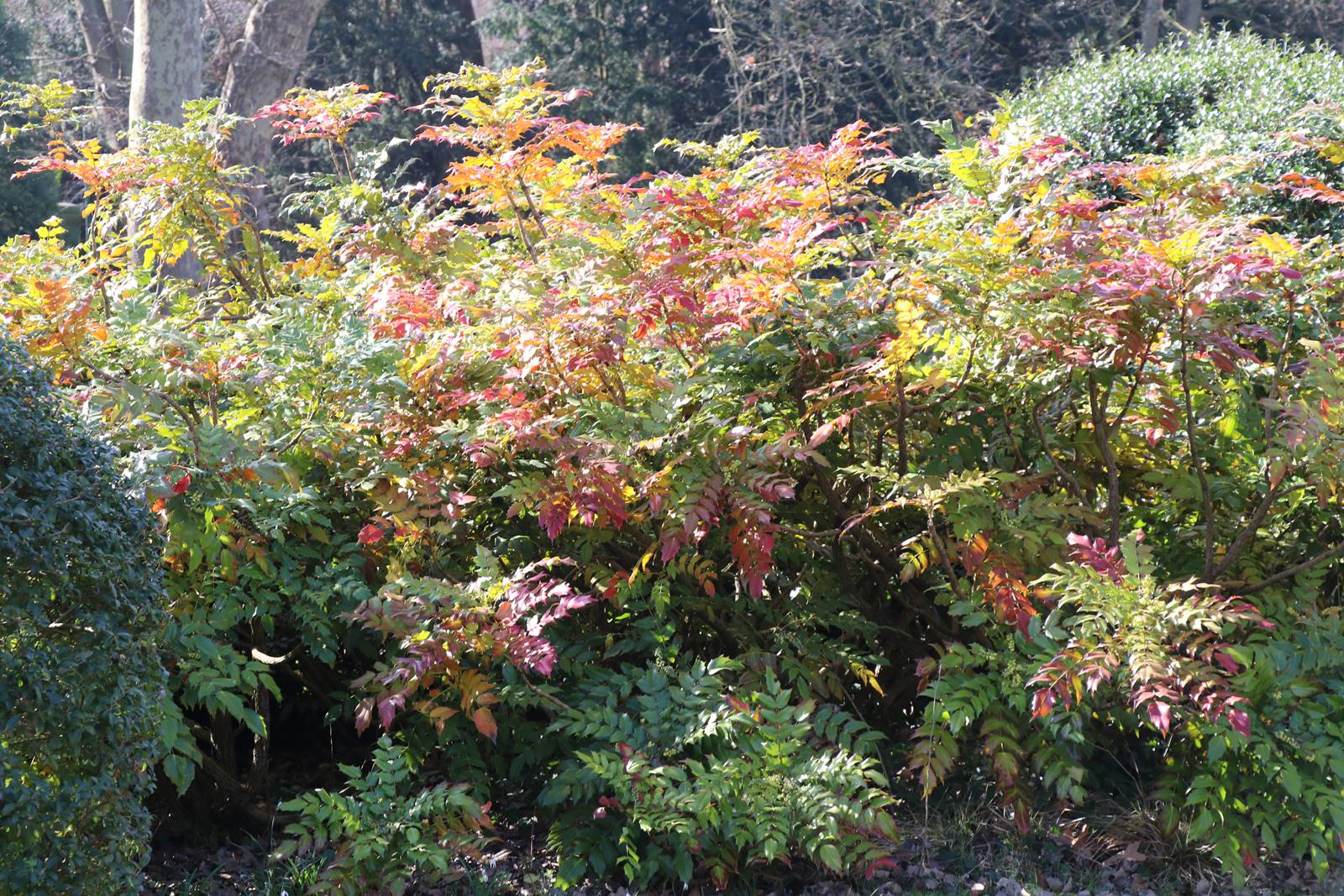 Parc du Château de Court-St-Etienne (15)