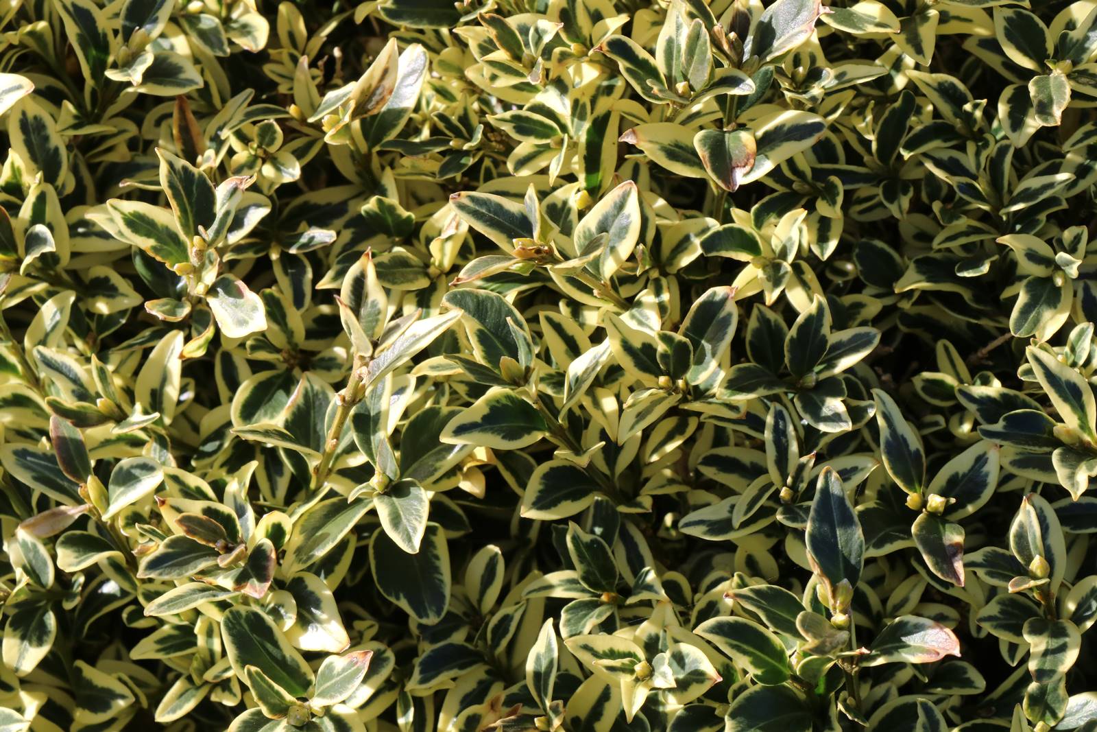 Parc du Château de Court-St-Etienne (3)