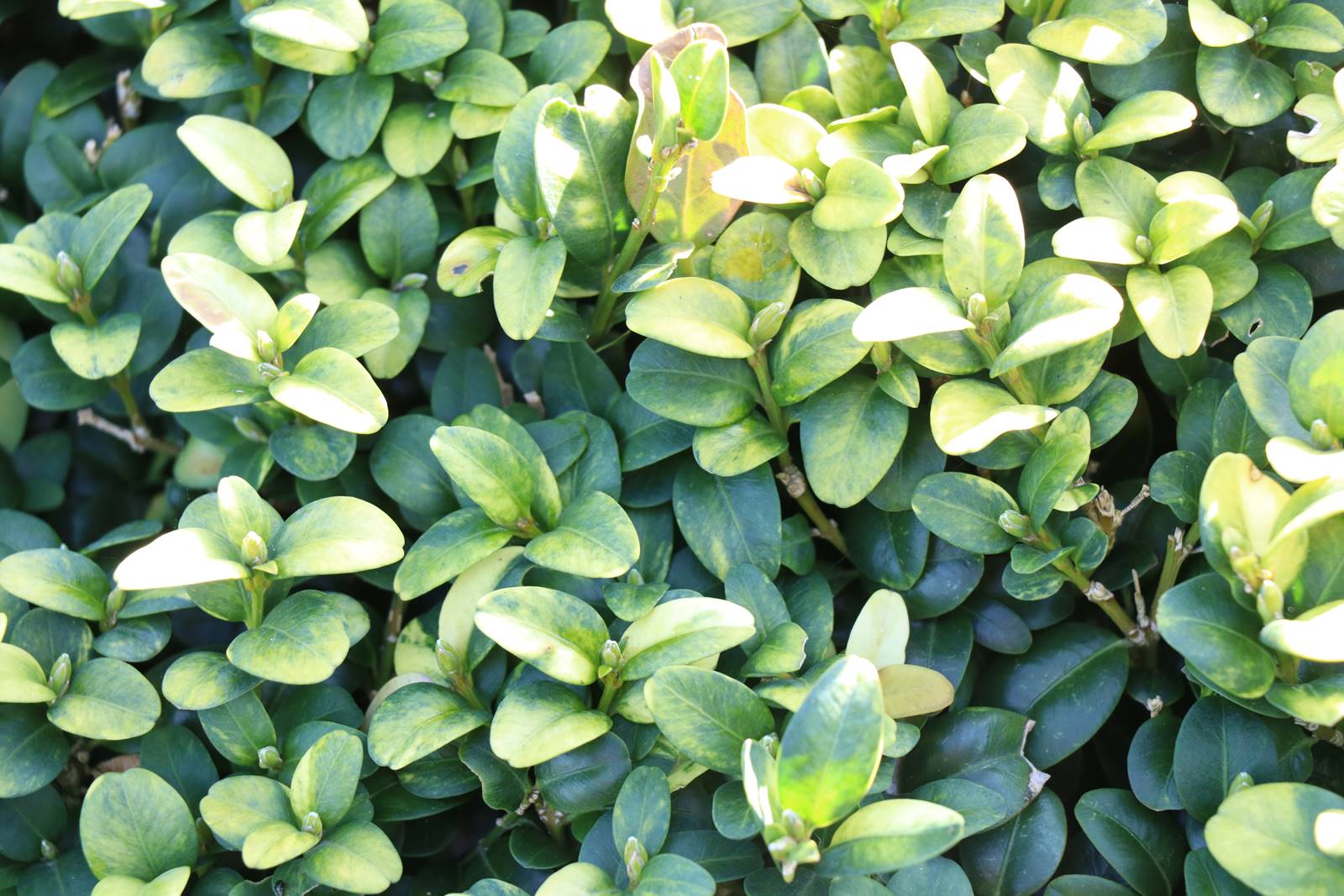 Parc du Château de Court-St-Etienne (30)