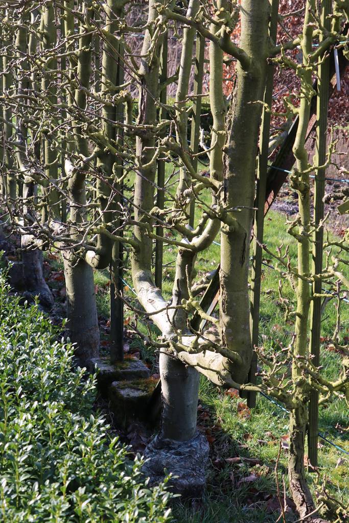 Parc du Château de Court-St-Etienne (31)