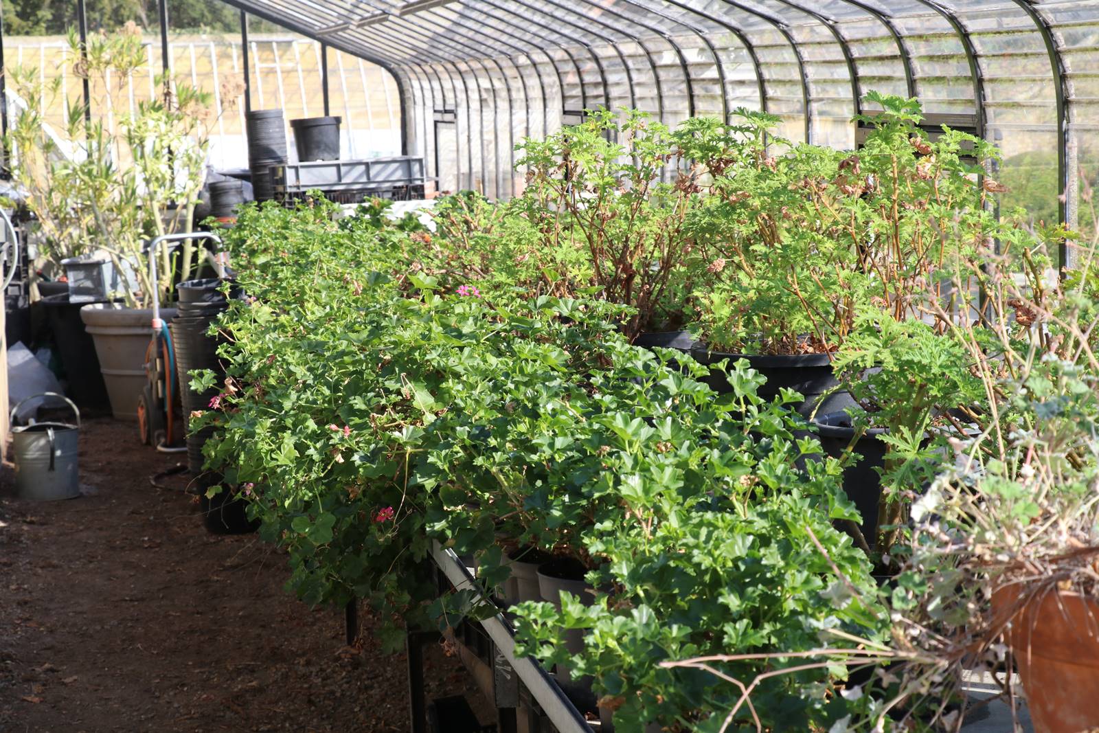 Parc du Château de Court-St-Etienne (34)