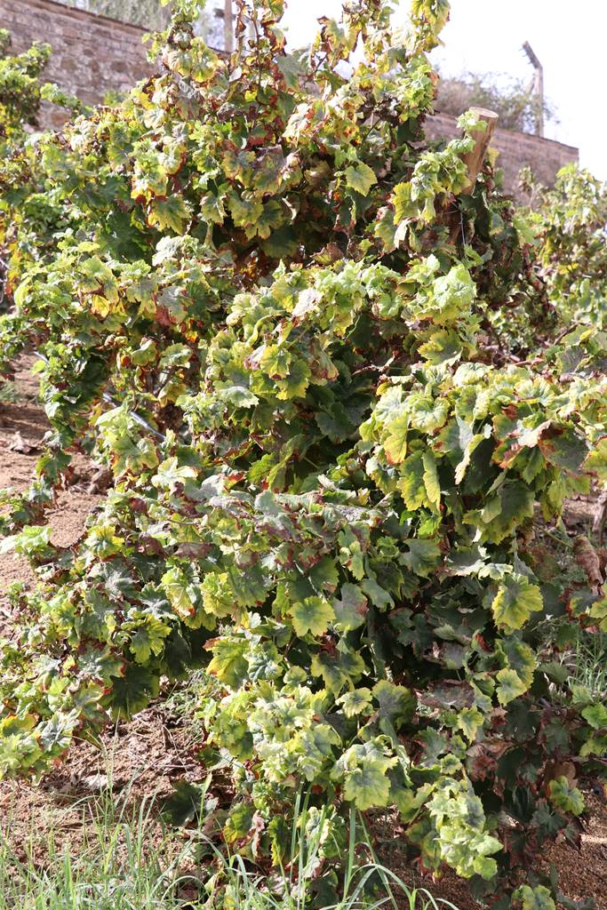 Alentejo vin de Talha (38) Alentejo vin de Talha (38)