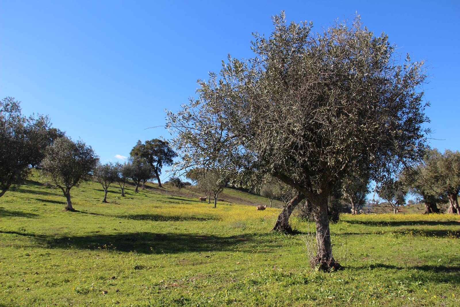 Alvito Baixo Alentejo (1)